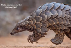 Trenggiling, Mamalia Bersisik dengan Pertahanan Unik yang Terancam Punah