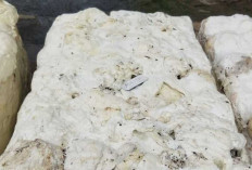 Harga Karet di Tanjung Menang Alami Kenaikan, Petani Berharap Tembus Rp20.000 per Kg Jelang Lebaran