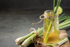 Tak Perlu Obat Nyamuk! Ini 7 Tanaman Alami yang Bisa Mengusir Nyamuk