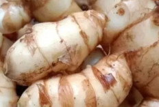 Tak Banyak yang Tahu, Ini Manfaat Kunyit Putih bagi Daya Tahan Tubuh