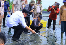 Herman Deru Tinjau Panen Udang di OKI, Perkuat Dukungan Infrastruktur dan Produktivitas Tambak