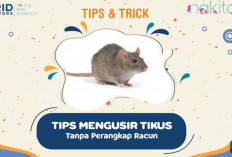 Ampuh! Cara Mengusir Tikus dari Rumah Secara Alami Tanpa Racun, Dijamin Bikin Tikus Kabur Permanen