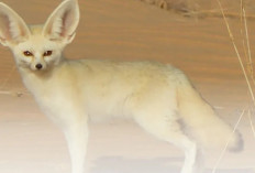 Fennec Fox, Predator Terkecil di Dunia yang Punya “AC Alami” di Telinga