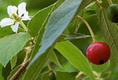 Kersen, Si Kecil Kaya Antioksidan yang Lindungi Tubuh dari Radikal Bebas