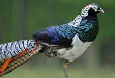 Mengenal Lady Amherst Pheasant, Burung Cantik Asli Hutan China dan Myanmar