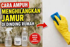 Dinding Rumah Berjamur Terus? Coba Cara Sederhana Ini, Hasilnya Bikin Rumah Kembali Bersih dan Sehat!
