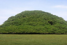 Bikin Salah Kira! Pohon Raksasa Ini Tampak Seperti Bukit Alami dari Kejauhan