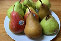 5 Jenis Buah Pir yang Sering Dijumpai di Pasaran Indonesia, Yang Mana Favoritmu?