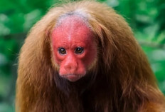 Fakta Unik Uakari Botak, Monyet Amazon dengan Wajah Merah dan Ekor Pendek