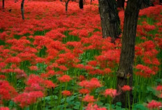 Mengenal Lycoris Radiata, Bunga Badai yang Indah Namun Beracun