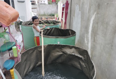 Ketahanan Pangan dari Pekarangan Rumah, Warga Banyuasin Harap Dukungan Bantuan Kolam Ikan dari Pemerintah