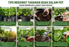 Jangan Asal Siram! Ini Tips Merawat Tanaman Buah Dalam Pot Agar Berbuah Lebat dan Sehat