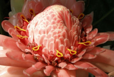 Cuaca Tak Menentu? Konsumsi Kecombrang untuk Jaga Imunitas