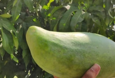 Bukan Pepaya! Ini Mangga Mahathir yang Beratnya Bisa Sampai 3 Kg