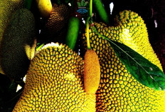 Murah di Dalam Negeri, Nangka Justru Dijual Mahal Sebagai Daging Alternatif