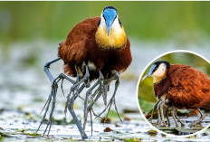 Jacana Afrika, Burung Berkaki Panjang yang Memiliki Cara Unik Melindungi Anak dari Predator