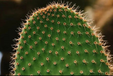 Unik dan Berbeda! Begini Cara Kaktus Melakukan Fotosintesis di Lingkungan Kering