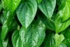 Selain Sehatkan Mulut, Ini Deretan Manfaat Daun Sirih untuk Tubuh