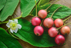 Kecil-Kecil Penuh Khasiat, Ini Rahasia Antioksidan Tinggi dalam Buah Kersen