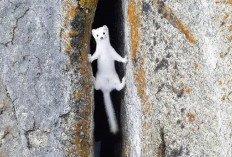Ermine, Predator Kecil yang Gesit, Mampu Taklukkan Mangsa Berkali Lipat Lebih Besar