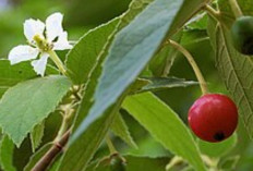 Daun Kersen untuk Asam Urat, Ini Kandungan dan Cara Mengolahnya