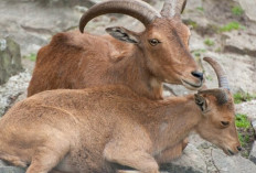 Fakta Menarik Kambing Gunung Bezoar, Ahli Bertahan Hidup di Ketinggian Ekstrem