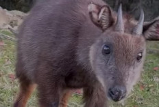 Bukan Rusa! Inilah Serow, Si Ahli Panjat Tebing yang Sulit Ditemukan di Alam Liar