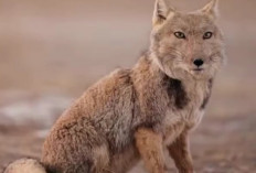 Bukan Rubah Biasa! Ekspresi Unik Rubah Tibet Ini Jadi Sorotan Dunia