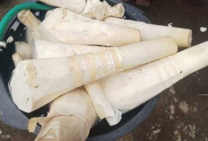 Rebung, Sayuran Tradisional Kaya Manfaat untuk Kesehatan Tubuh