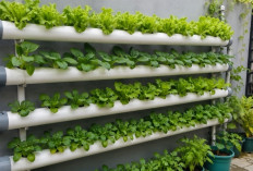 Sulap Dinding Rumah Jadi Kebun Mini, Begini Cara Membuat Taman Vertikal dari Pipa PVC