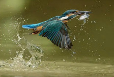 Kingfisher: Pemburu Presisi dengan Insting Fisika Alami