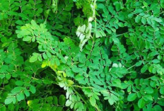 Benarkah Daun Kelor Bisa Menawar Ilmu Kebal? Antara Mitos dan Fakta Ilmiah