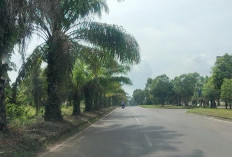Sawit Bakal Jadi Tabebuya di Jalan Lingkar Pemkab Banyuasin, Begini Respon Masyarakat!