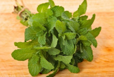 Cara Alami Redakan Flu dan Batuk Menggunakan Daun Mint