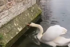 Bikin Melongo! Angsa Istana Ini Tak Perlu Cari Makan, Tinggal Bunyiin Bel