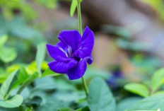 Bunga Telang Bukan Sekadar Tanaman Hias, Ini Manfaat Hebatnya bagi Kesehatan