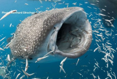 Hiu Paus, Raksasa Laut Jinak yang Mampu Menyaring 20 Ribu Liter Air per Jam