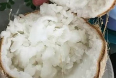 Kenapa Kelapa Kopyor Lebih Mahal dari Kelapa Biasa? Ini Penjelasannya