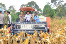 Hadiri Panen Raya Jagung di OKU Selatan, Cik Ujang Tegaskan Komitmen Sumsel Dukung Ketahanan Pangan Nasional