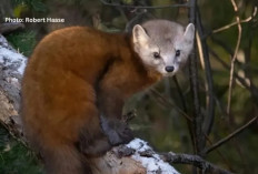 Bikin Merinding! Hewan Ini Bisa Menunda Kehamilan Hingga 7 Bulan, Kok Bisa?