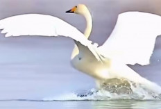 Mirip Berselancar! Begini Cara Angsa Redam Benturan Saat Turun ke Air
