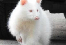 Langka dan Rentan, Ini Kisah Perjuangan Rakun Albino Menghindari Predator