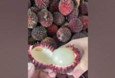 Mirip Rambutan Tapi Jauh Lebih Manis! Buah Kalasan Ini Mulai Langka