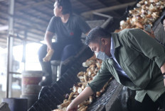 Herman Deru Tinjau Pabrik Tapioka di Ogan Ilir, Dorong Kolaborasi Perkuat Kemandirian Ekonomi