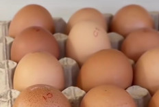 Telur Besar atau Kecil, Mana yang Lebih Sehat? Ini Penjelasan Lengkapnya