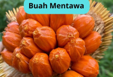 Mengenal Buah Mentawa, Buah Langka Asli Kalimantan dengan Rasa Unik