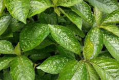 Keji Beling untuk Kesehatan: Khasiat, Cara Konsumsi, dan Manfaat Alaminya