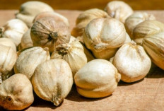 Kapulaga dan Manfaatnya bagi Kesehatan, Rempah Tradisional Kaya Antioksidan