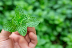 Tanpa Obat! Aroma Daun Mint Ternyata Bisa Redakan Sakit Kepala dengan Cepat