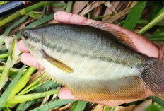 Dulu Melimpah, Kini Langka: Nasib Ikan Sepat Siam di Perairan Banyuasin